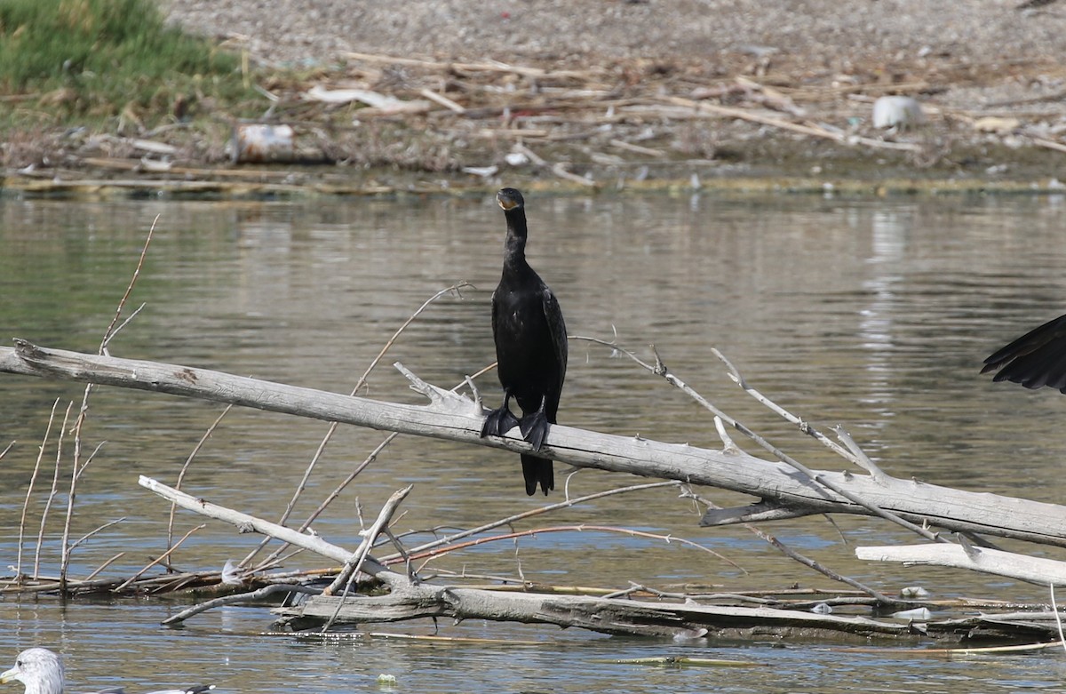 Баклан бразильський - ML641674698