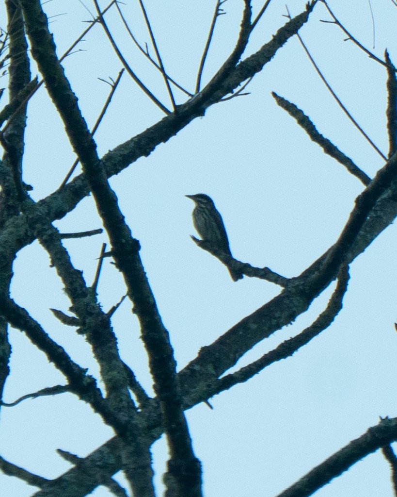 Streaked Flycatcher - ML641674699