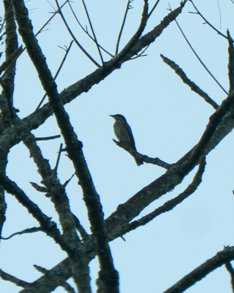 Streaked Flycatcher - ML641674700