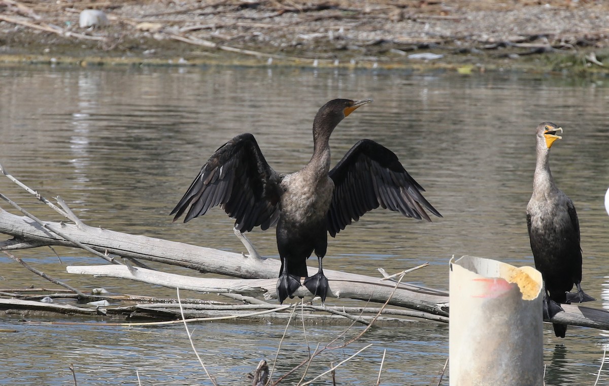 Баклан вухатий - ML641674703