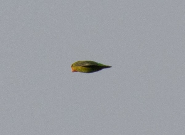 Red-headed Lovebird - ML641674708