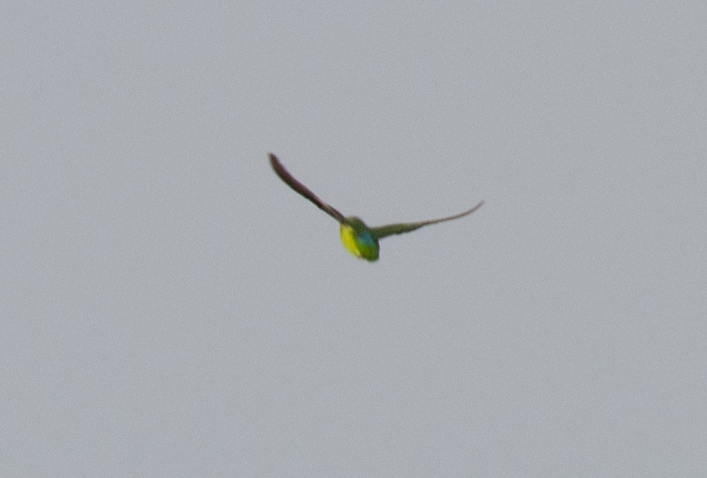 Red-headed Lovebird - ML641674710