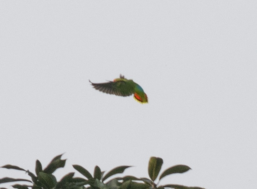 Red-headed Lovebird - ML641674711