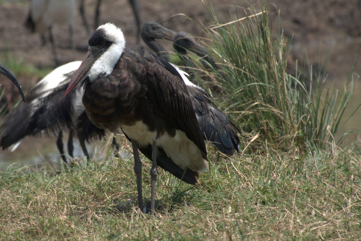 African Woolly-necked Stork - ML641674717