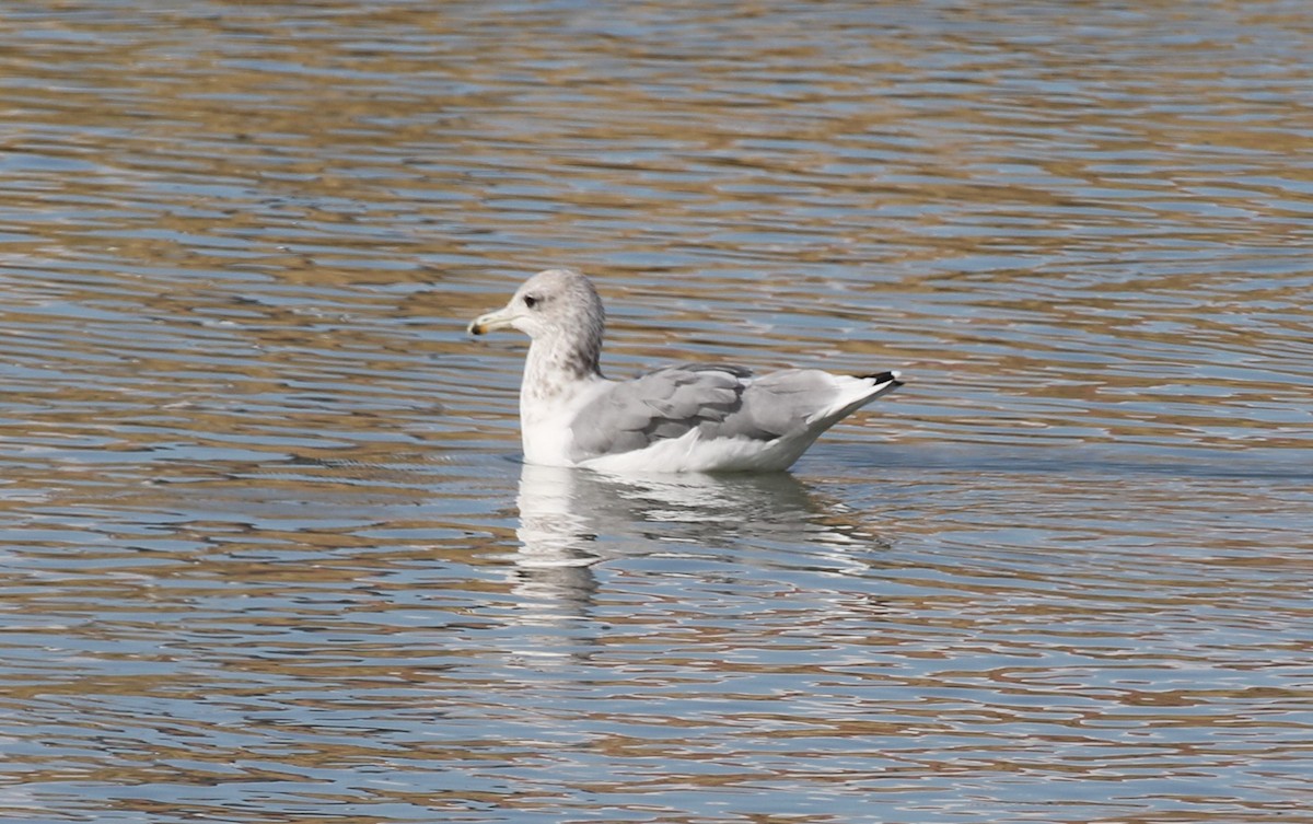 Мартин каліфорнійський - ML641674720
