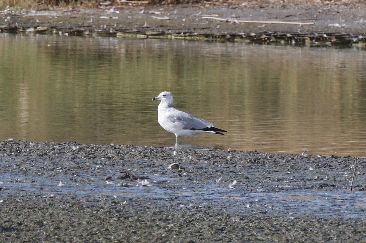 Мартин делаверський - ML641674725