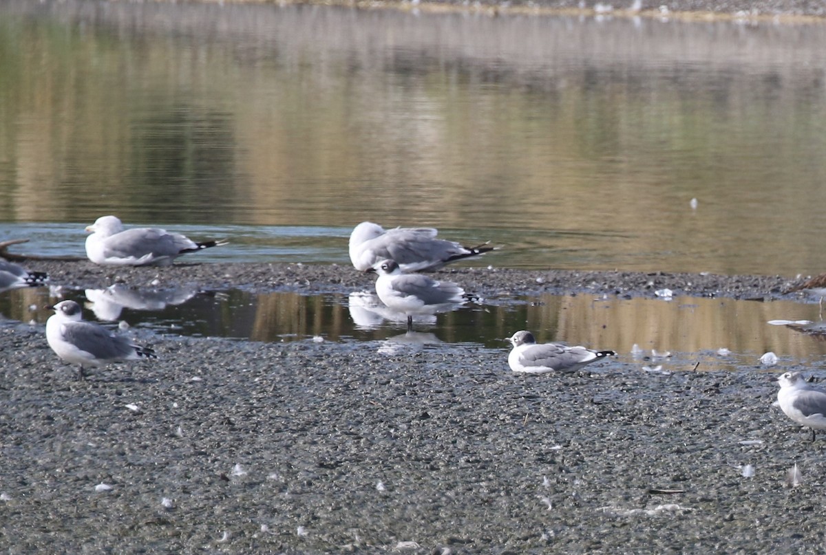 Мартин ставковий - ML641674730