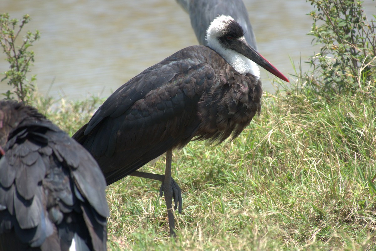 African Woolly-necked Stork - ML641674750