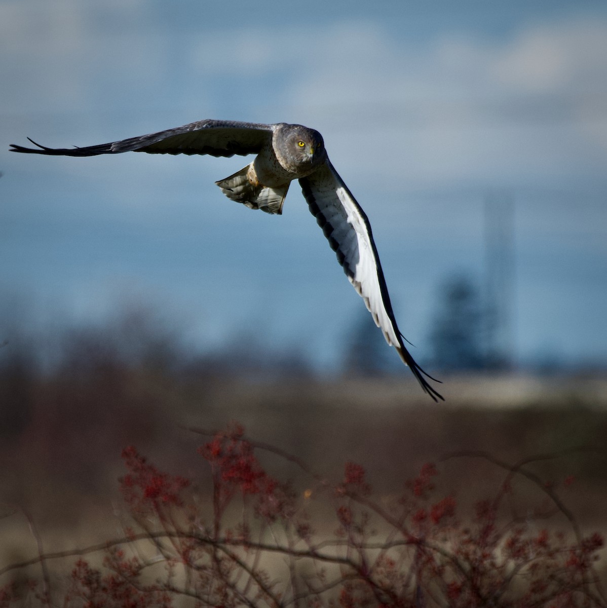 Northern Harrier - ML641674759