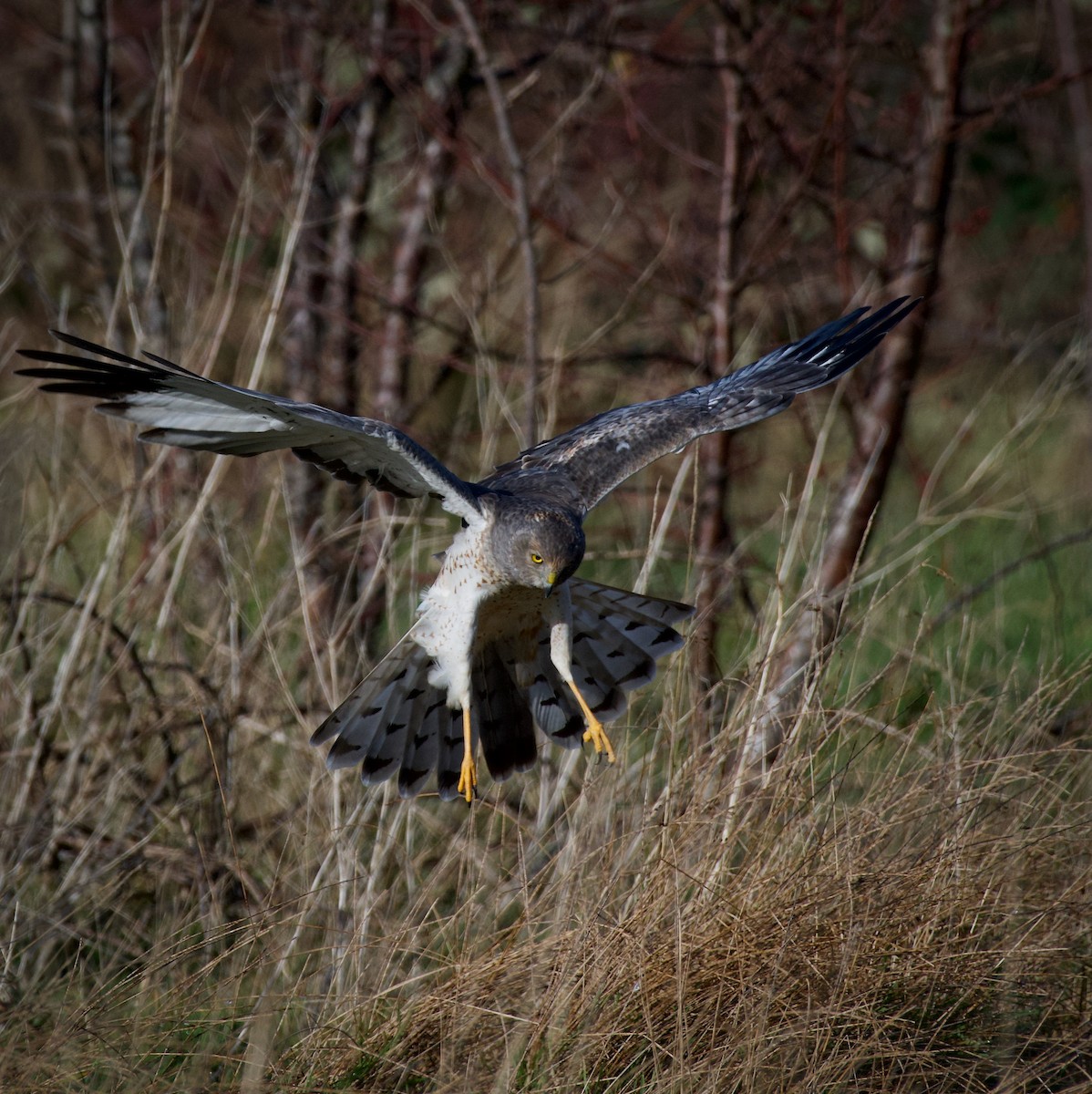 Northern Harrier - ML641674760