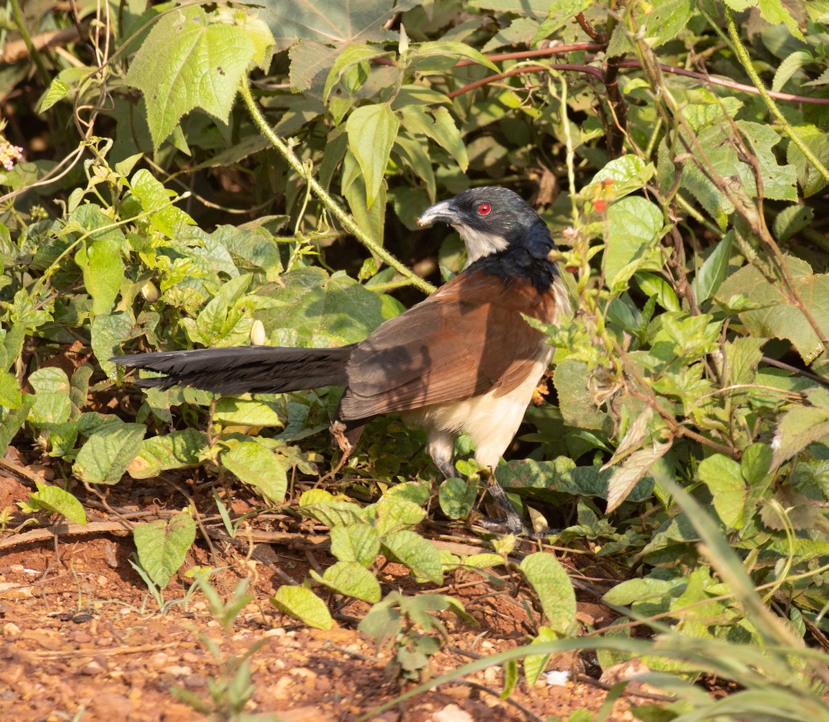 Blue-headed Coucal - ML641674774