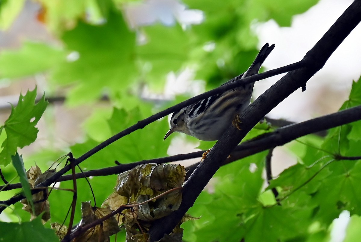 Black-and-white Warbler - ML641674775