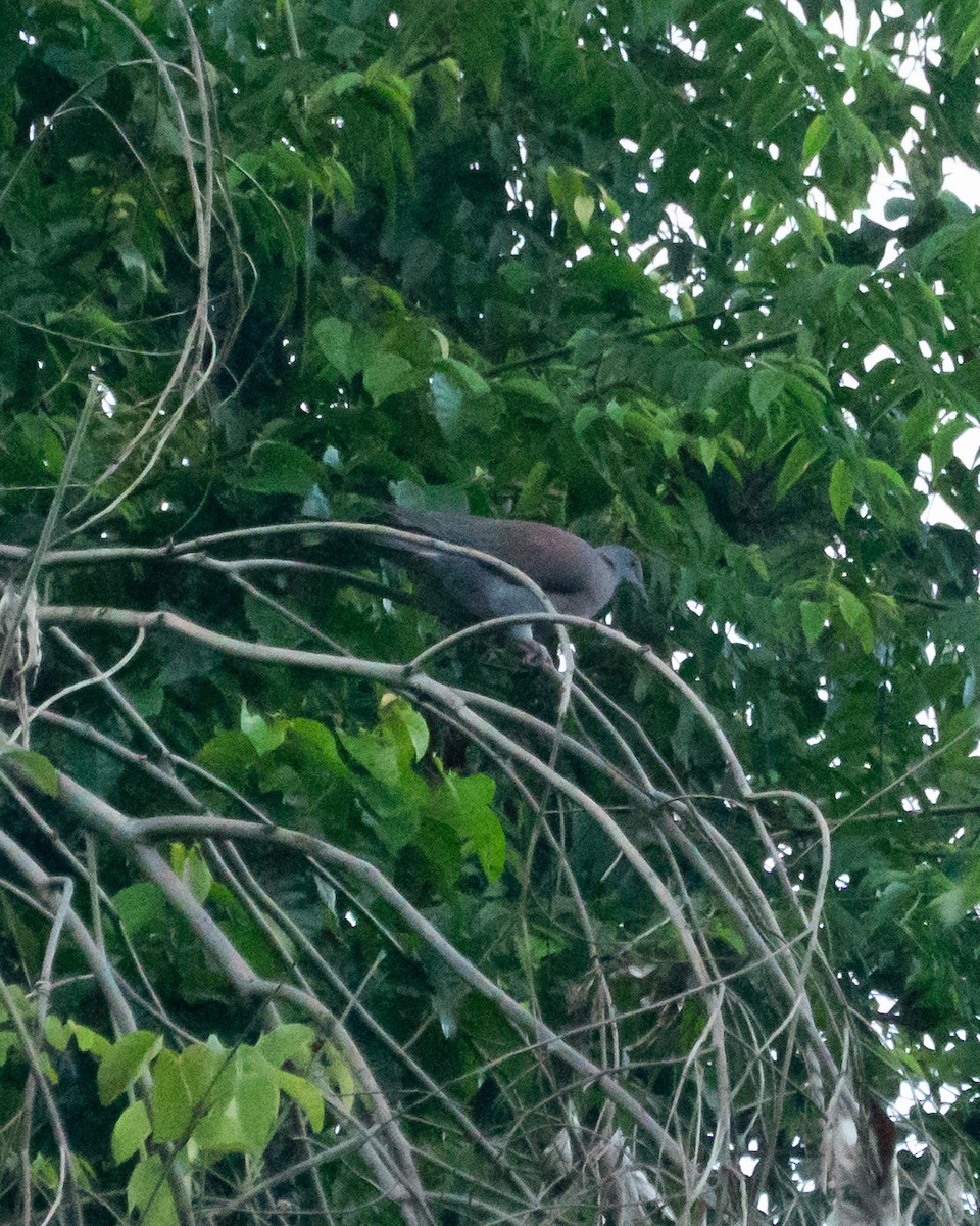 Pale-vented Pigeon - ML641674779