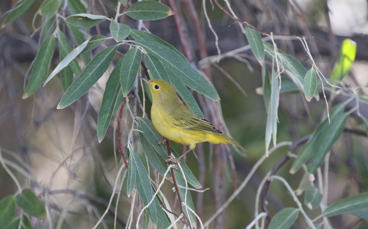Yellow Warbler (Northern) - ML641674780