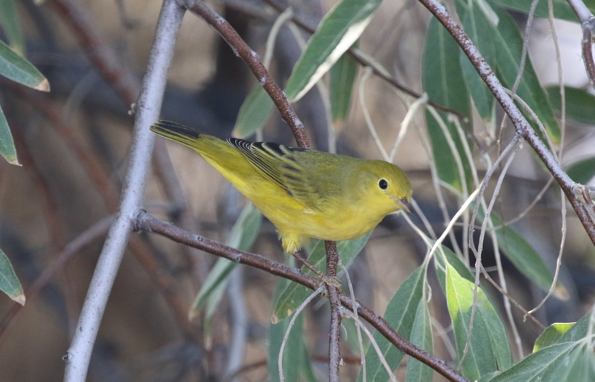 Yellow Warbler (Northern) - ML641674784