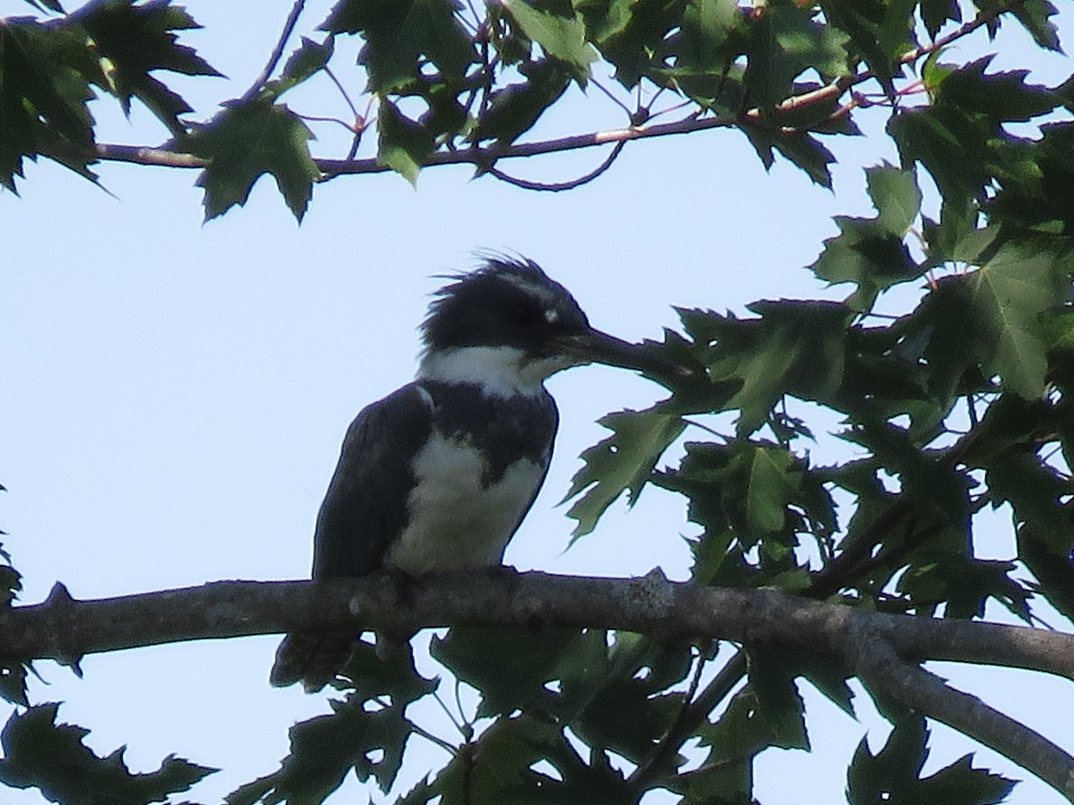 Belted Kingfisher - ML641674795