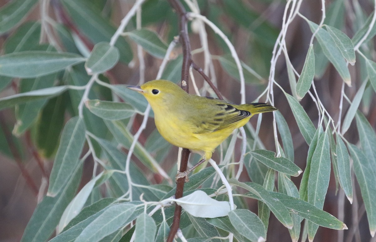 Yellow Warbler (Northern) - ML641674796