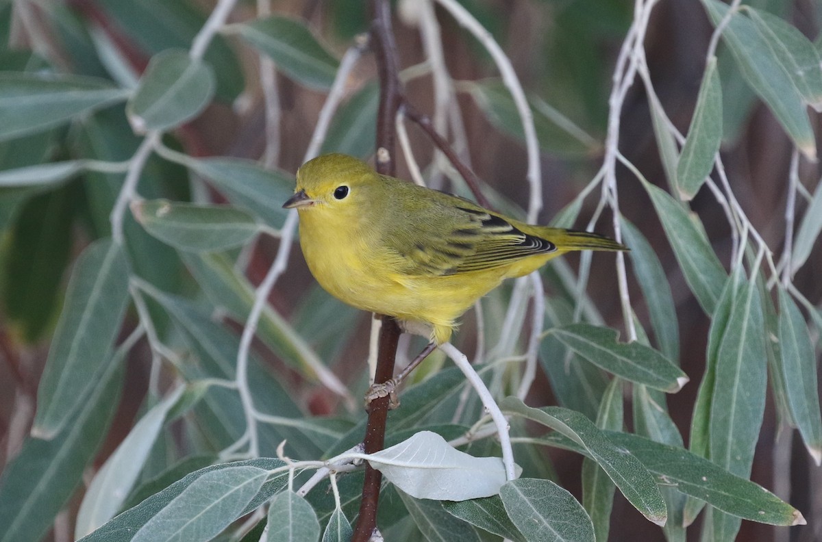 Yellow Warbler (Northern) - ML641674800