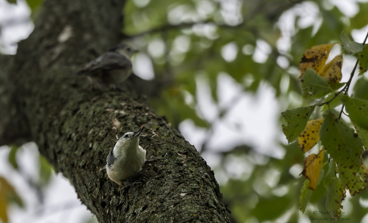 White-breasted Nuthatch - ML641674875