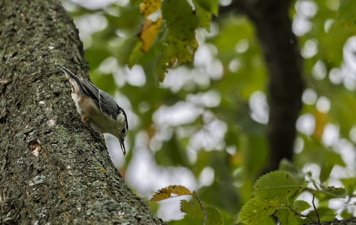 White-breasted Nuthatch - ML641674876