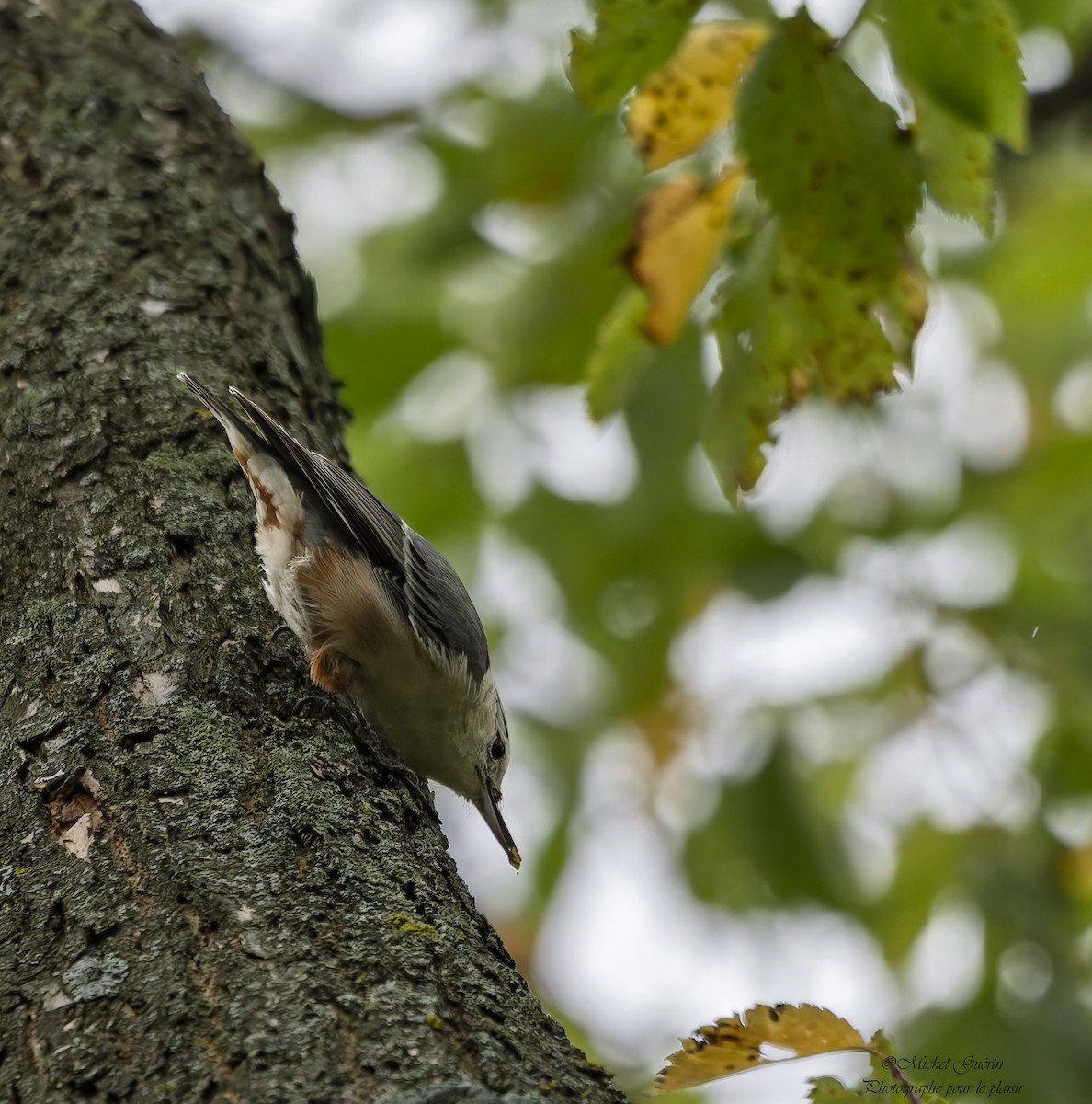 White-breasted Nuthatch - ML641674877