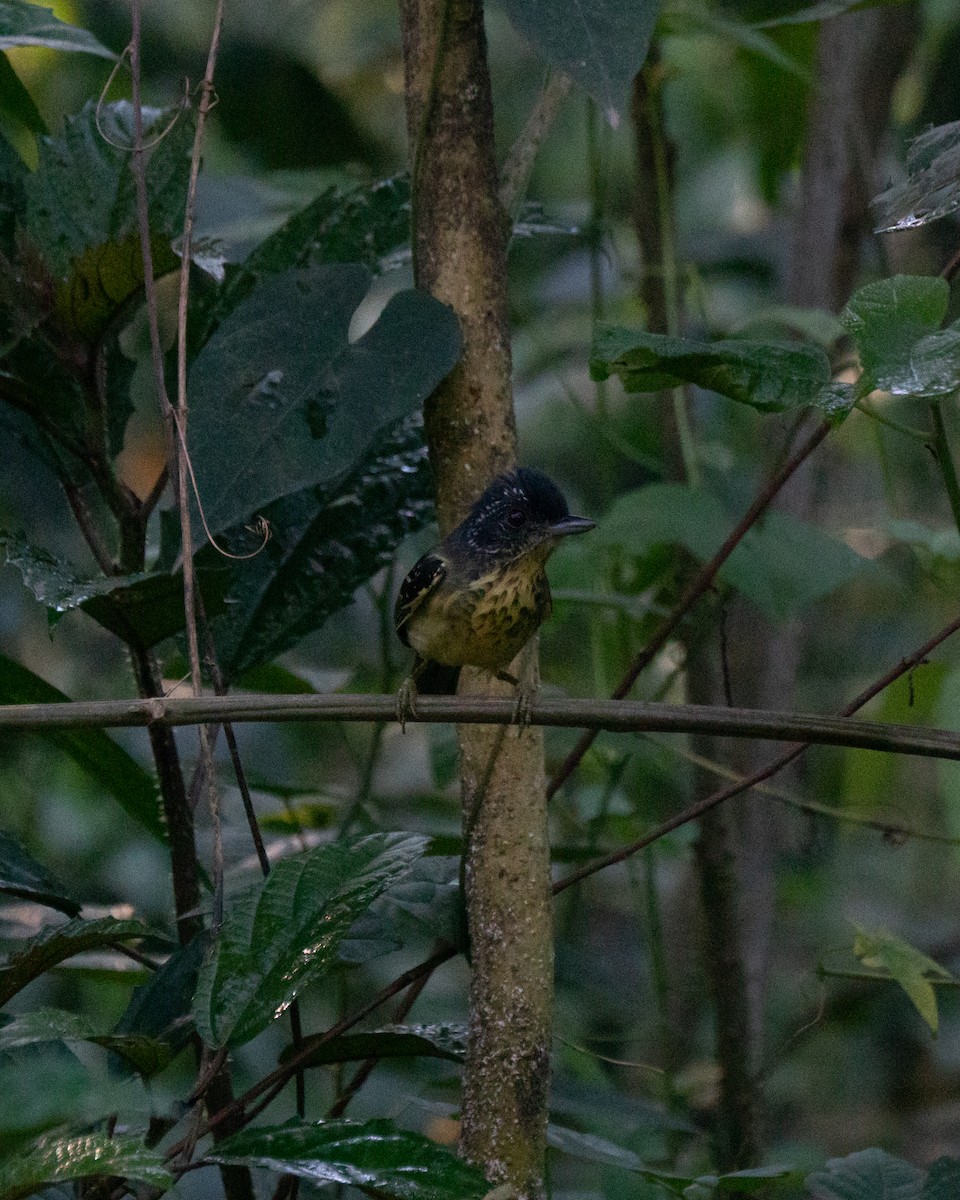 Spot-breasted Antvireo - ML641674922