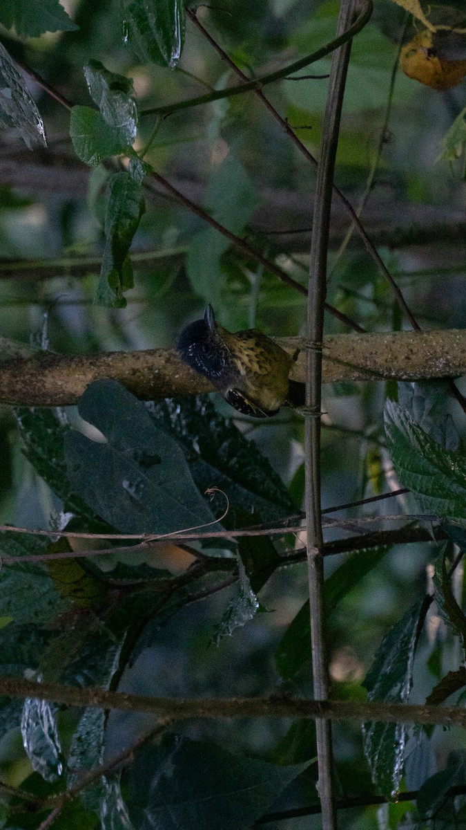 Spot-breasted Antvireo - ML641674924