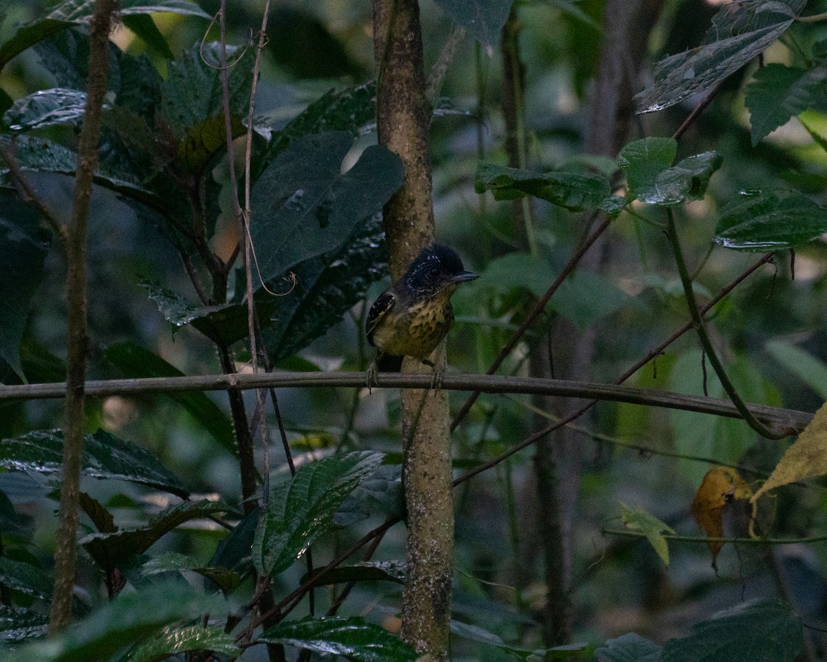 Spot-breasted Antvireo - ML641674925