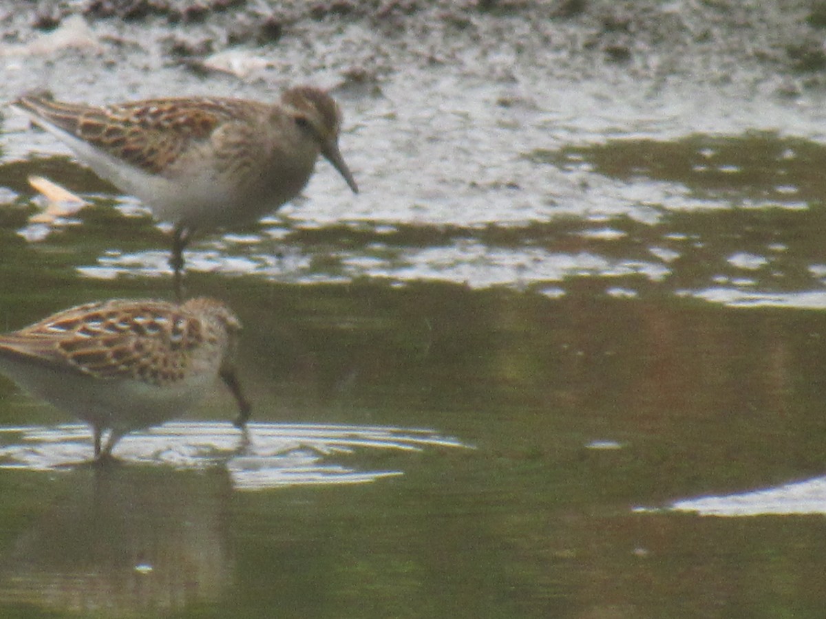 Least Sandpiper - ML641674928