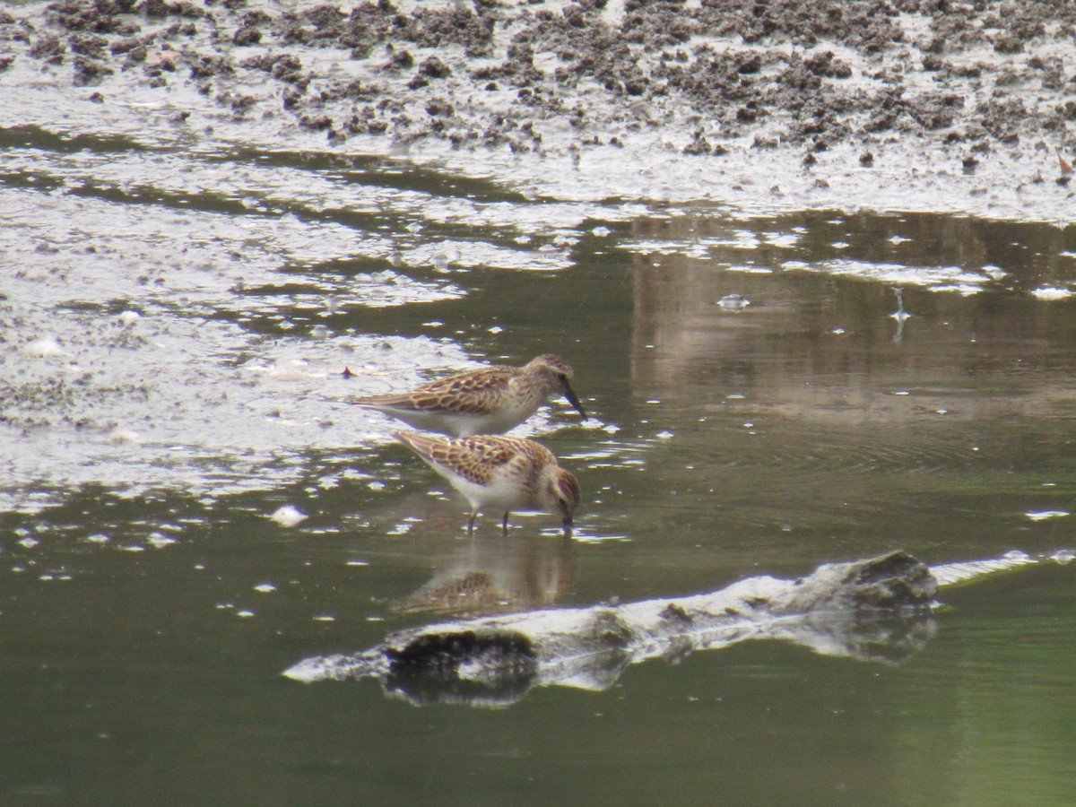 Least Sandpiper - ML641674931