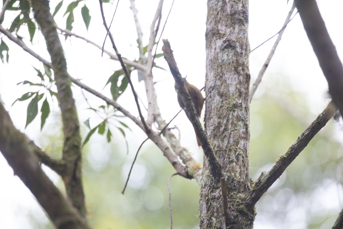 Olivaceous Woodcreeper - ML641674937