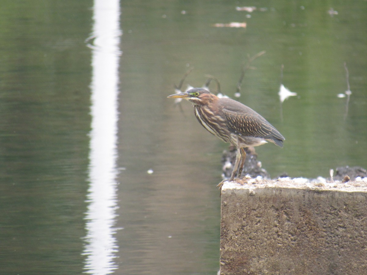 Green Heron - ML641674943