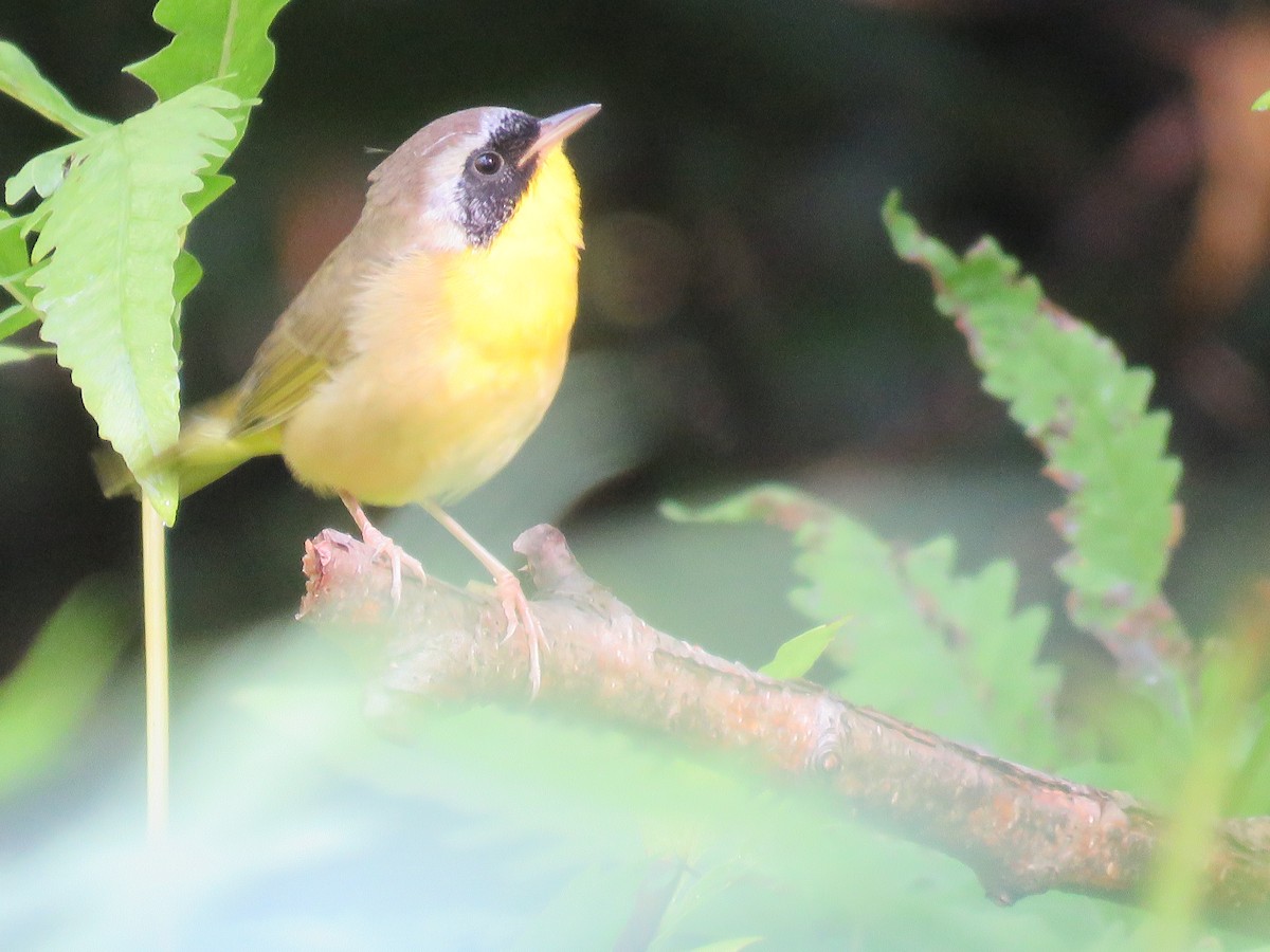 Common Yellowthroat - ML641675030