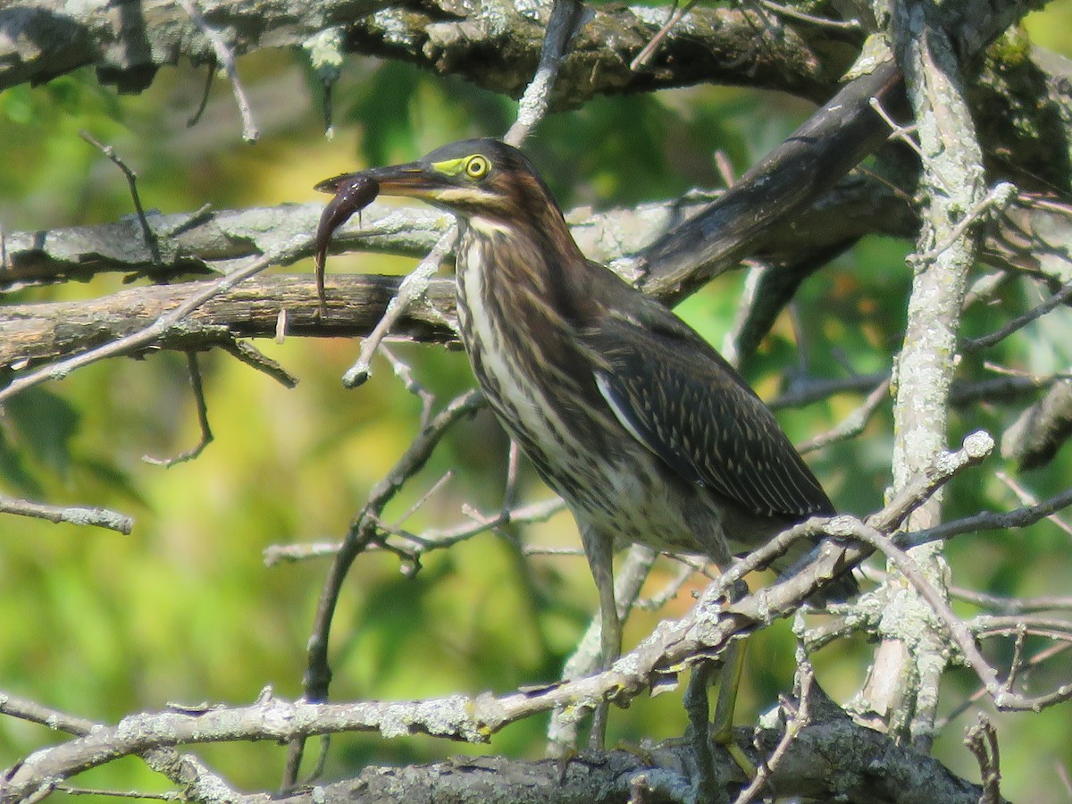 Green Heron - ML641675044