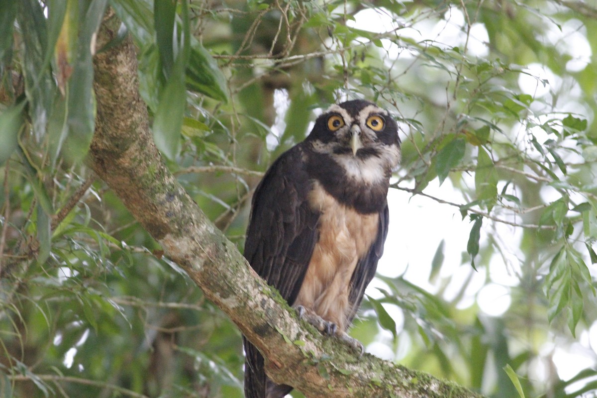 Spectacled Owl - ML641675045