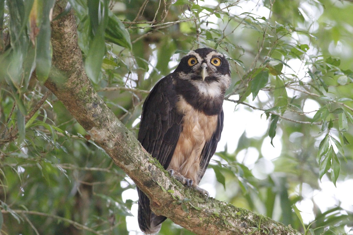 Spectacled Owl - ML641675046