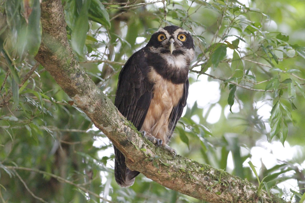 Spectacled Owl - ML641675047
