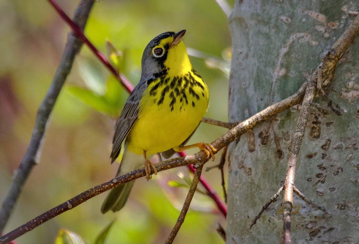 Canada Warbler - ML641675048