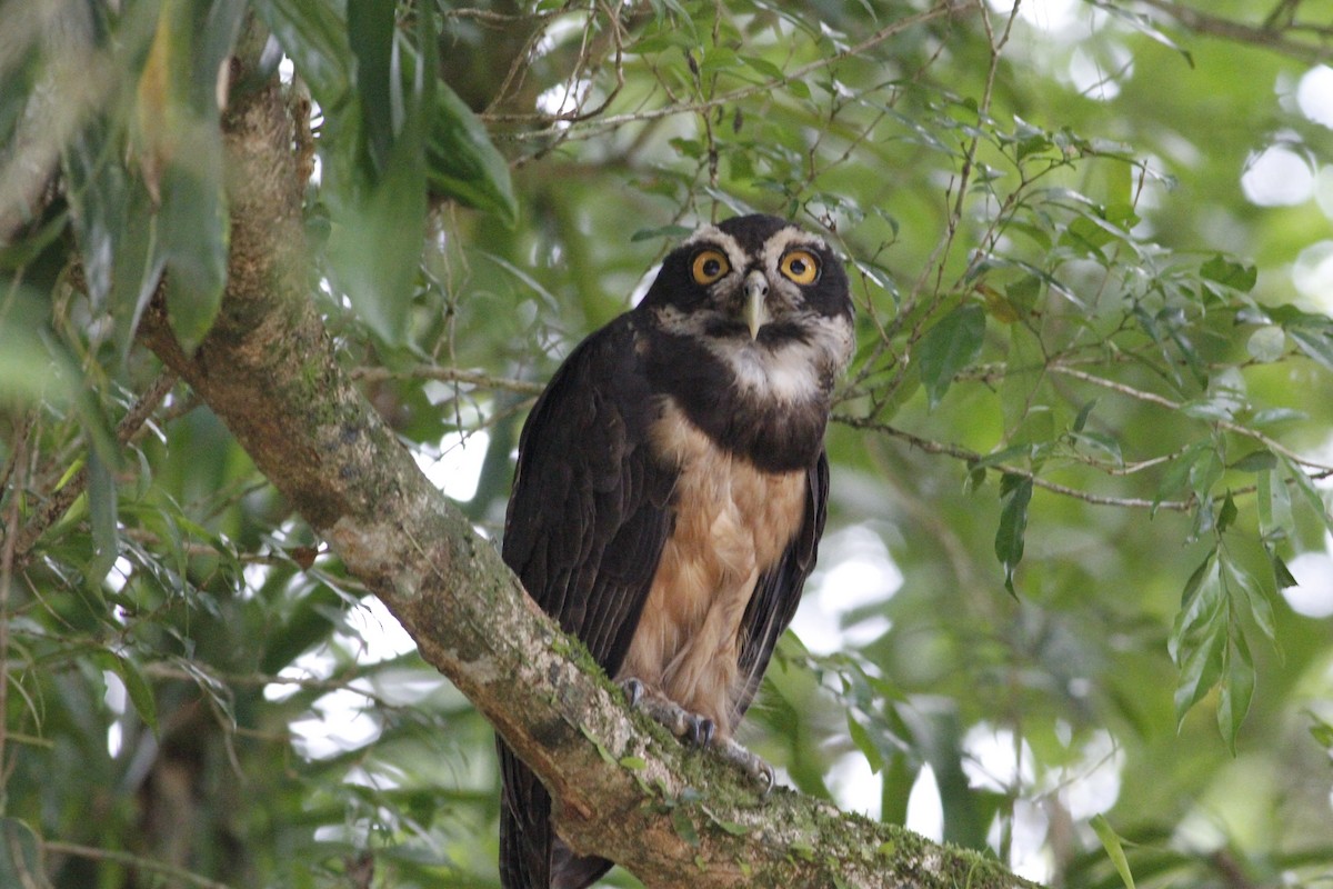 Spectacled Owl - ML641675049