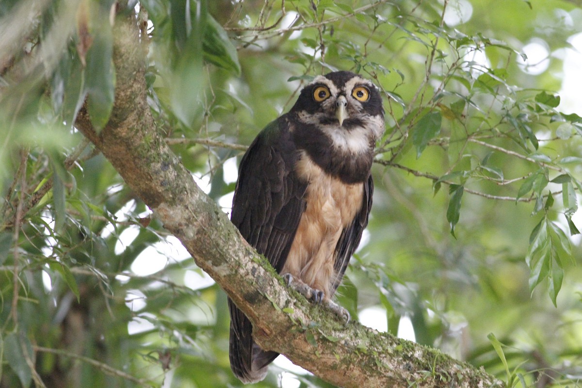 Spectacled Owl - ML641675050