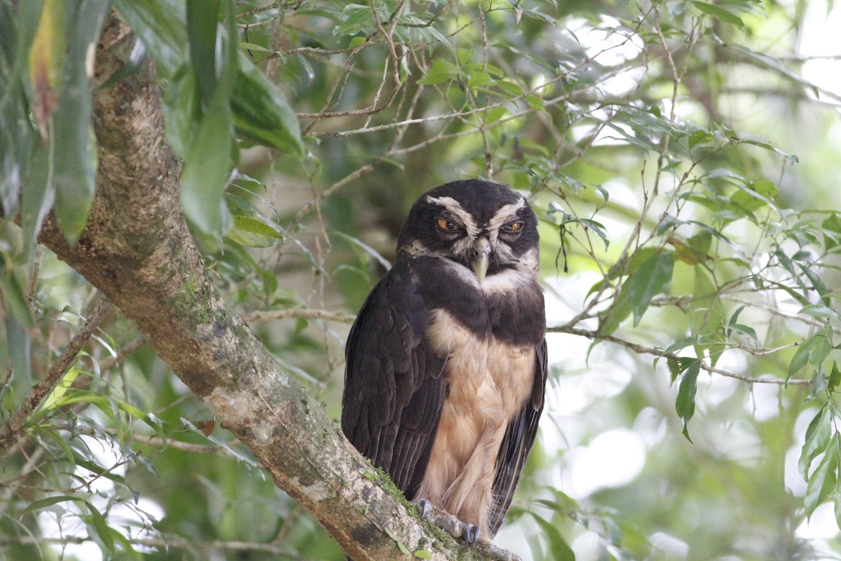 Spectacled Owl - ML641675051