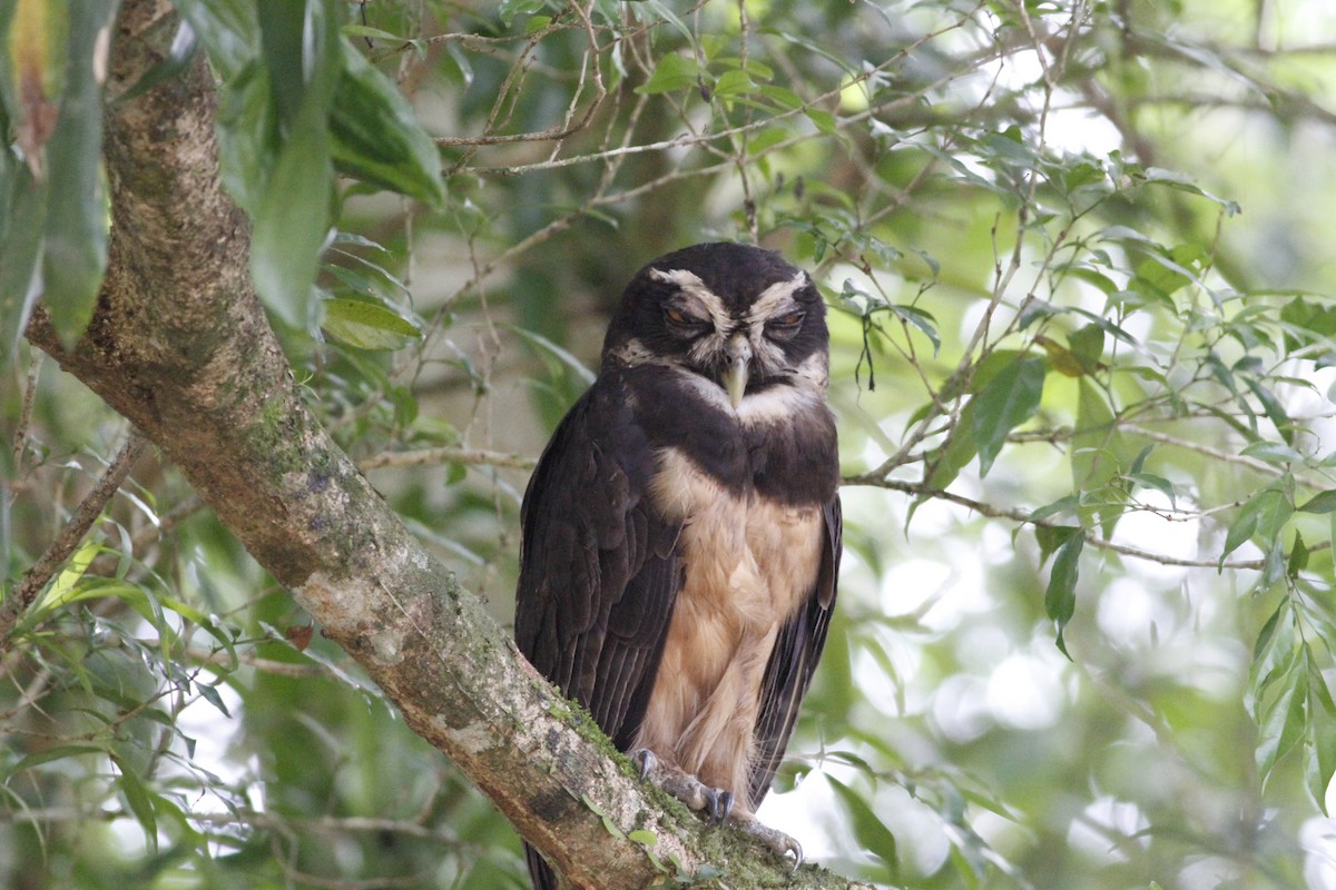 Spectacled Owl - ML641675052