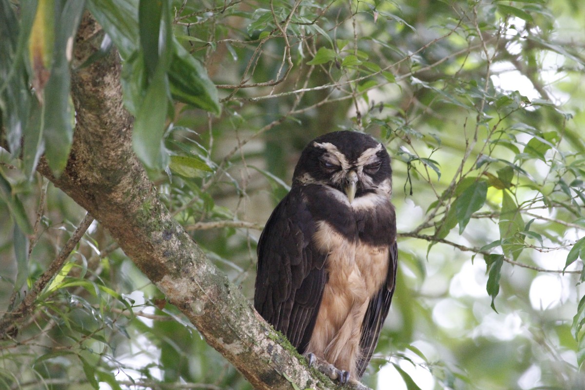 Spectacled Owl - ML641675053