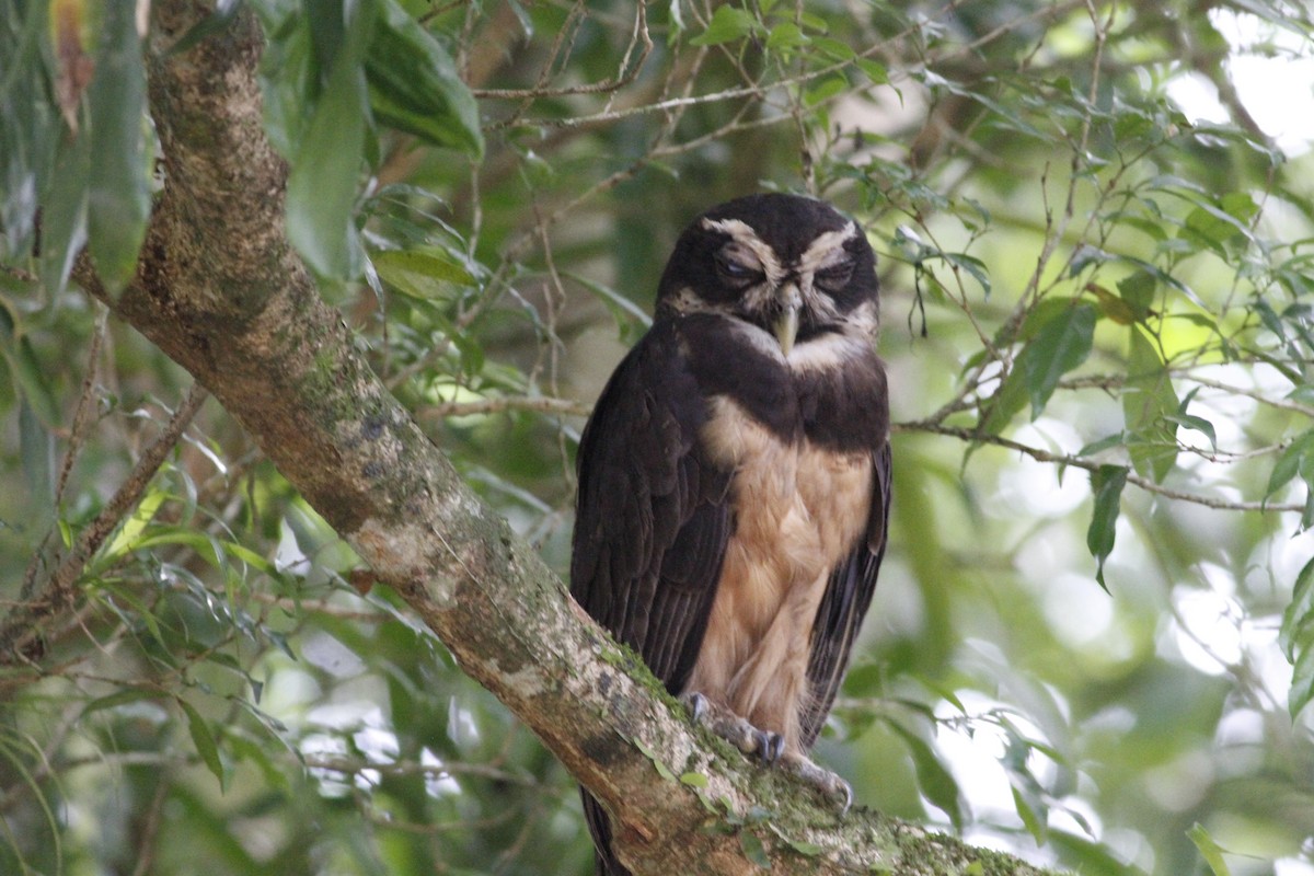 Spectacled Owl - ML641675054