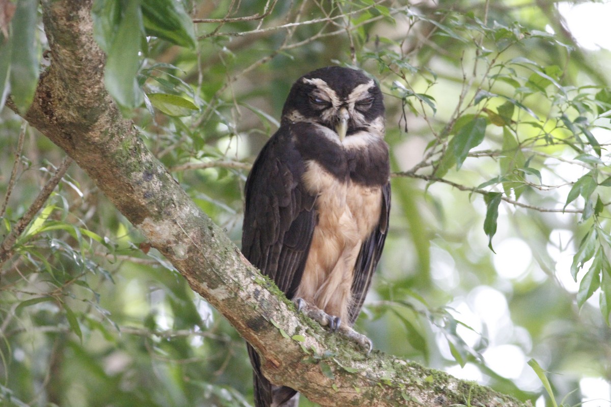 Spectacled Owl - ML641675055