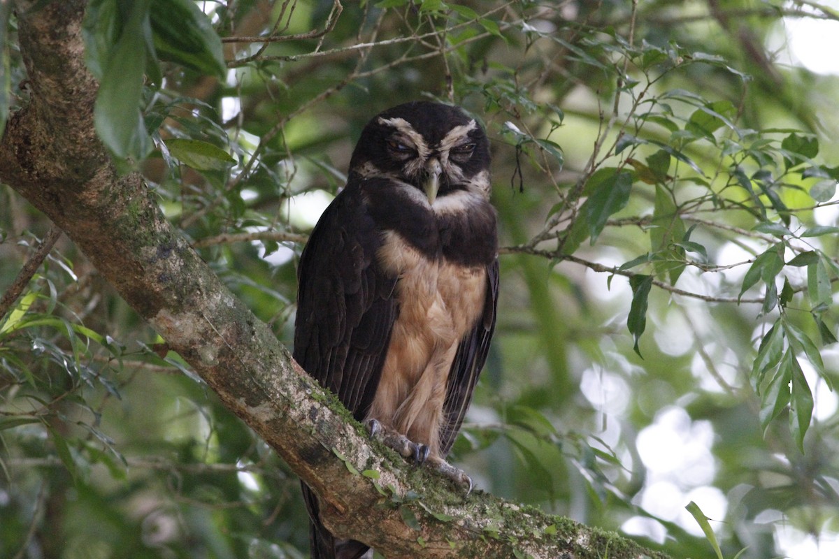 Spectacled Owl - ML641675056