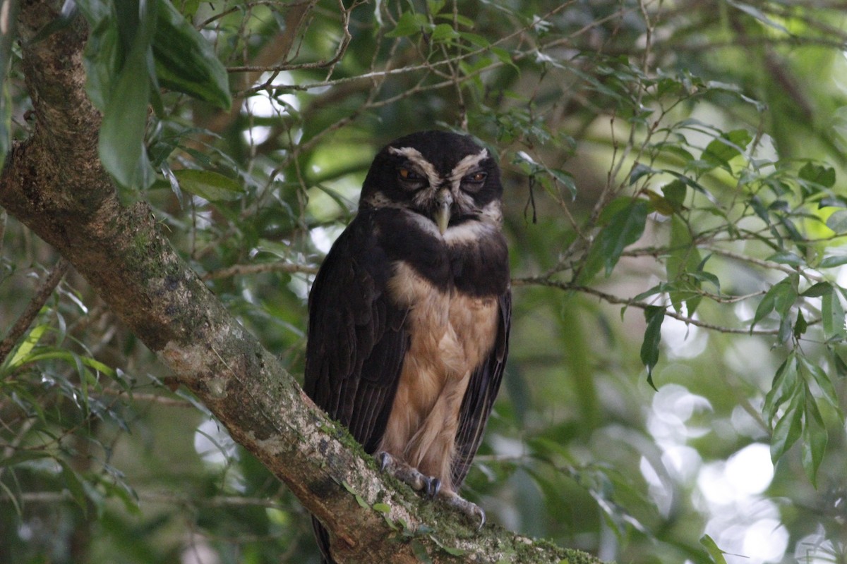 Spectacled Owl - ML641675057