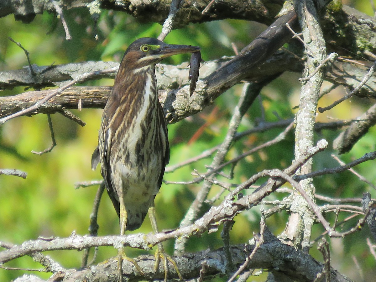 Green Heron - ML641675058