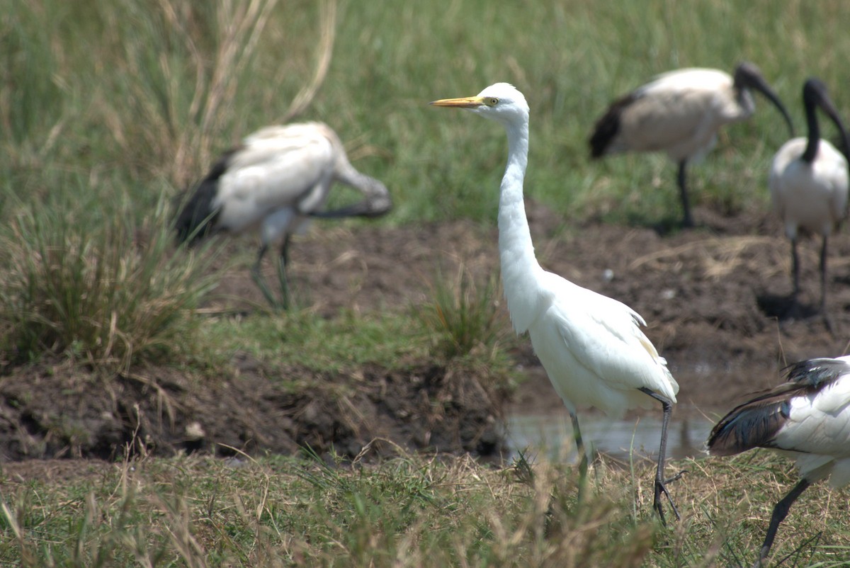 Yellow-billed Egret - ML641675059