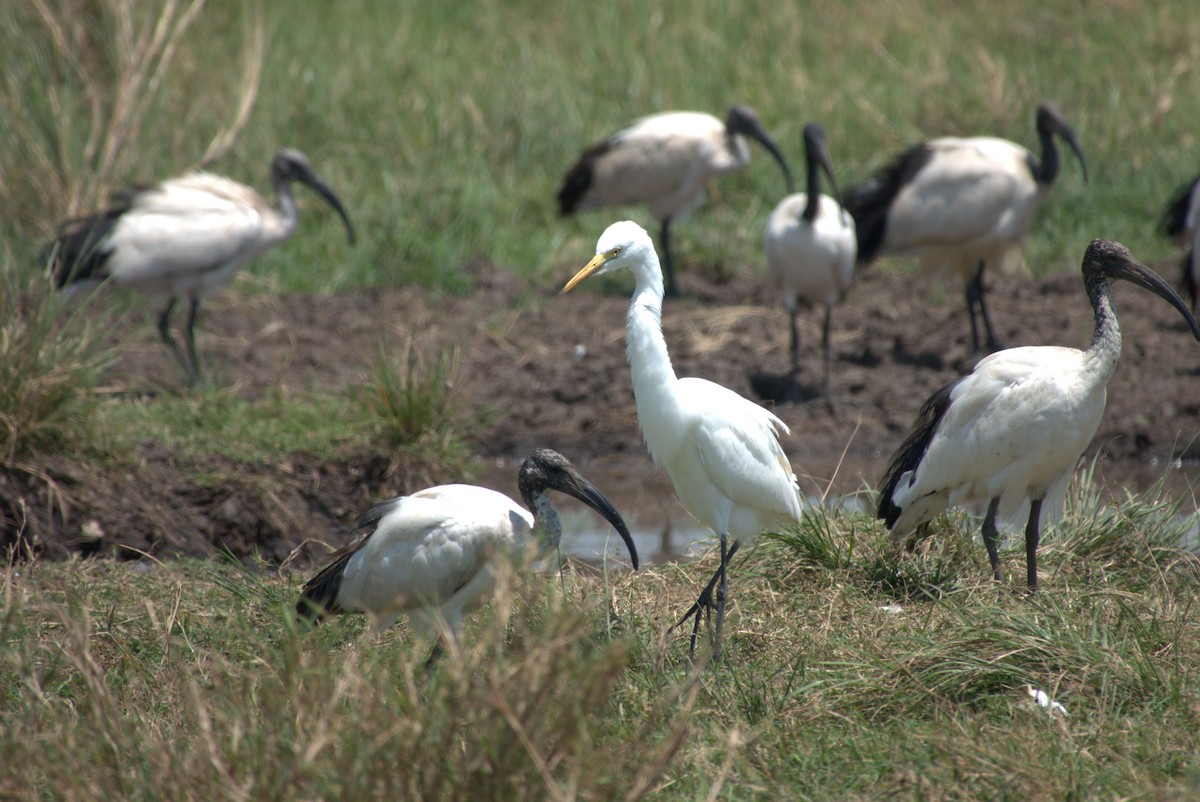 Yellow-billed Egret - ML641675060